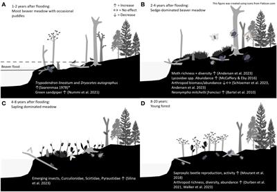 Can beavers help improve terrestrial invertebrate diversity?